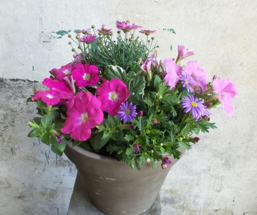 Zomer mix roze-lila