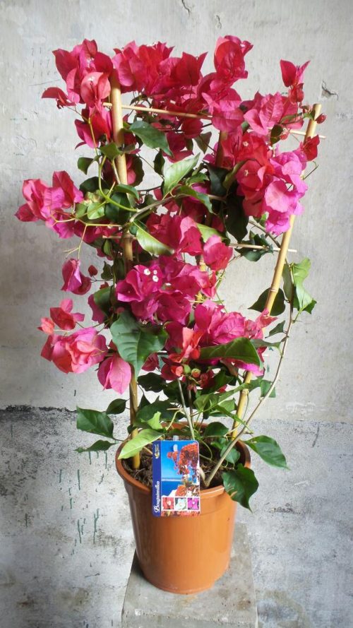 Bougainvillea Spectabilis