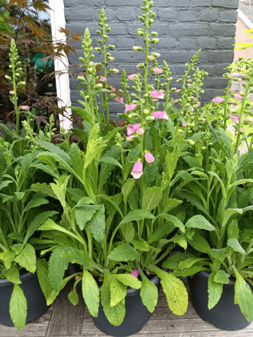 Digitalis