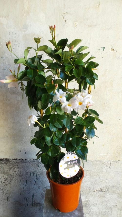 Bloemen bezorgen Zoeterwoude 14 Mandevillea Wit middel maat