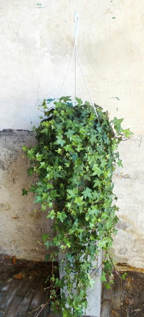Bloemen bezorgen Zoeterwoude 14 Hedera XL