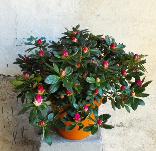 Azalea in terracotta pot