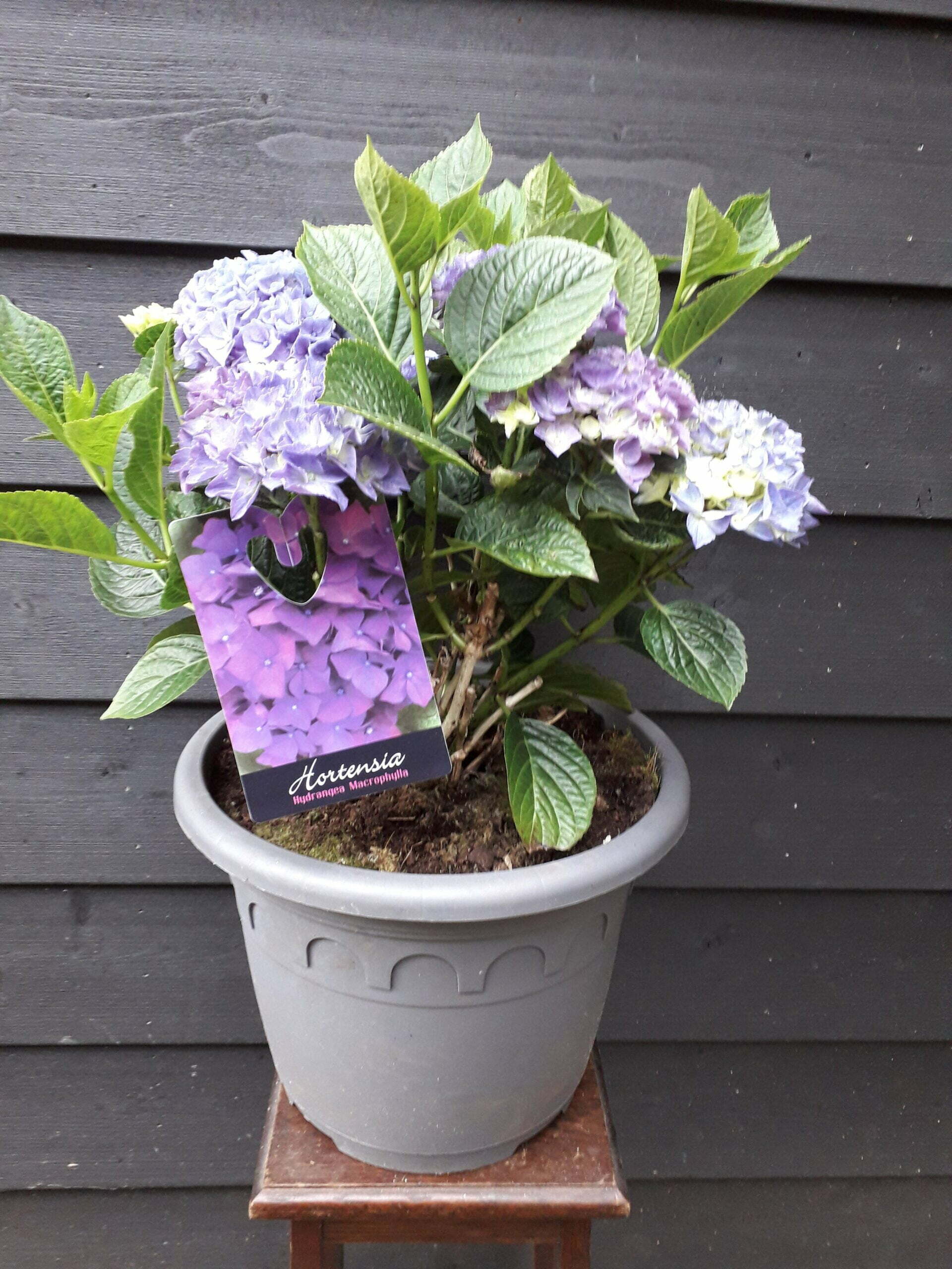 Hortensia Blauw Paars 1 Hortensia Blauw Paars