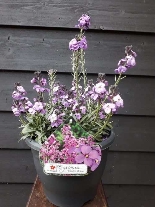 Erysimum