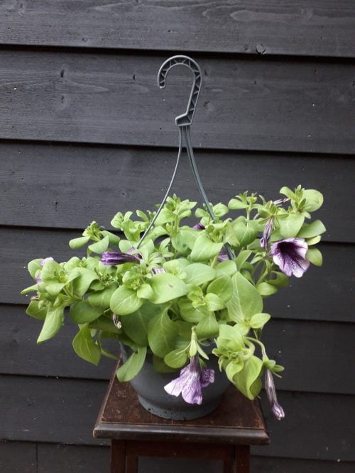 Petunia hanger diverse kleur