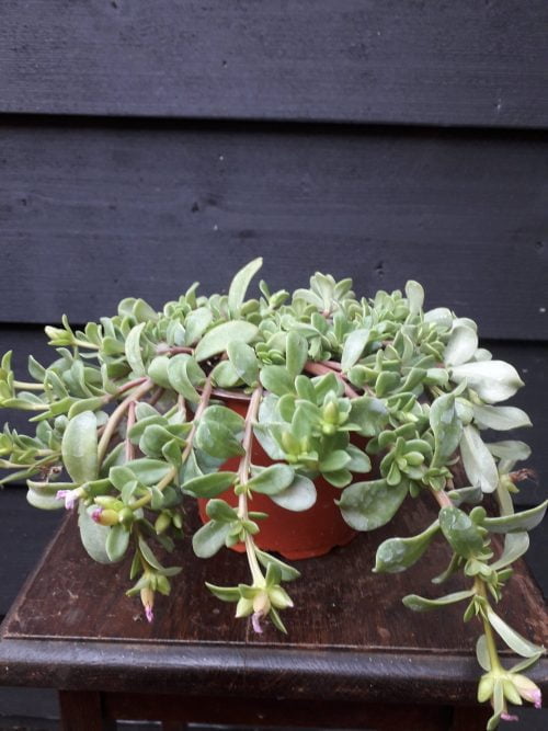 Bloemen bezorgen Zoeterwoude 12 Portulaca