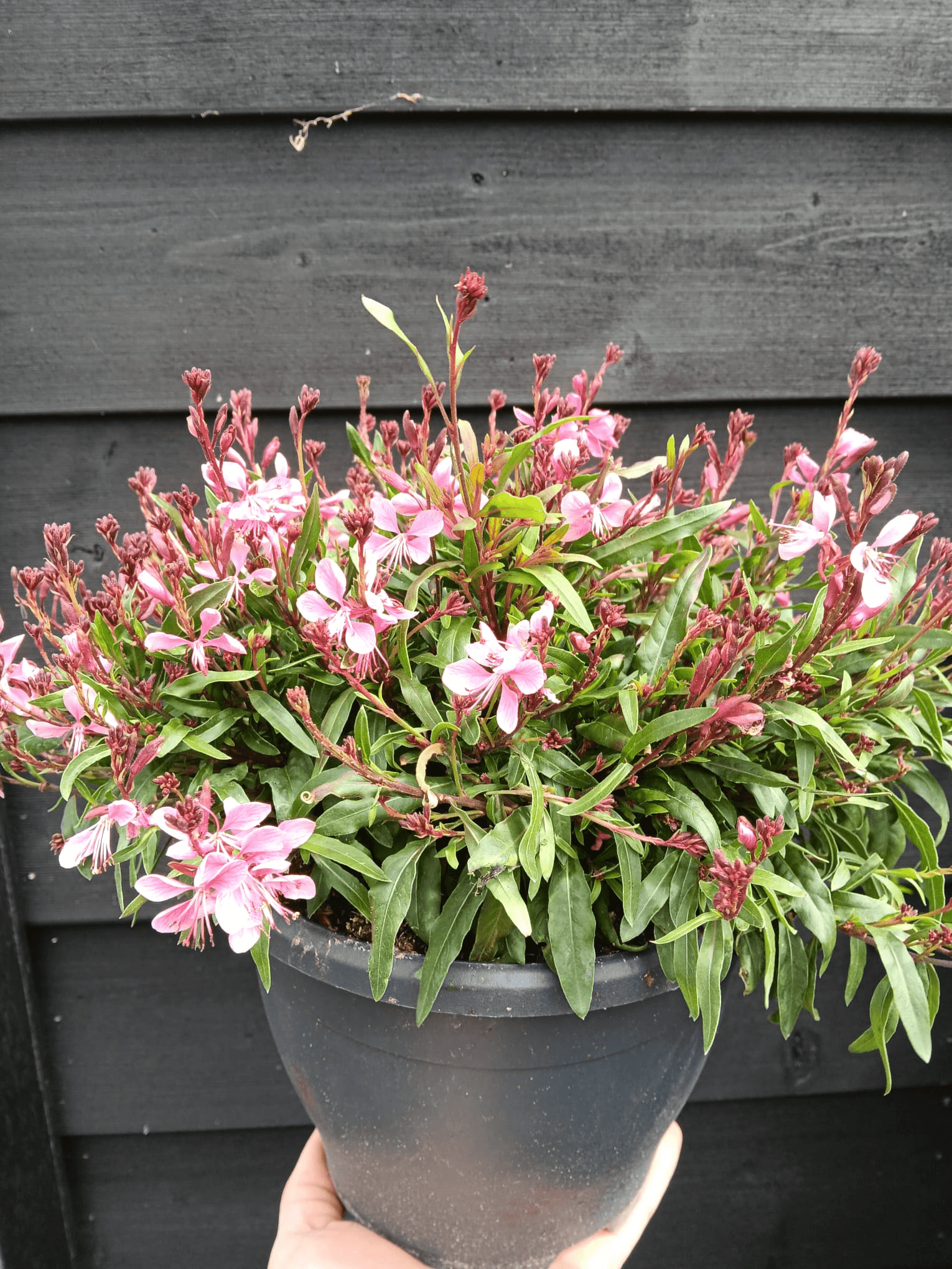 Gaura 1 Gaura
