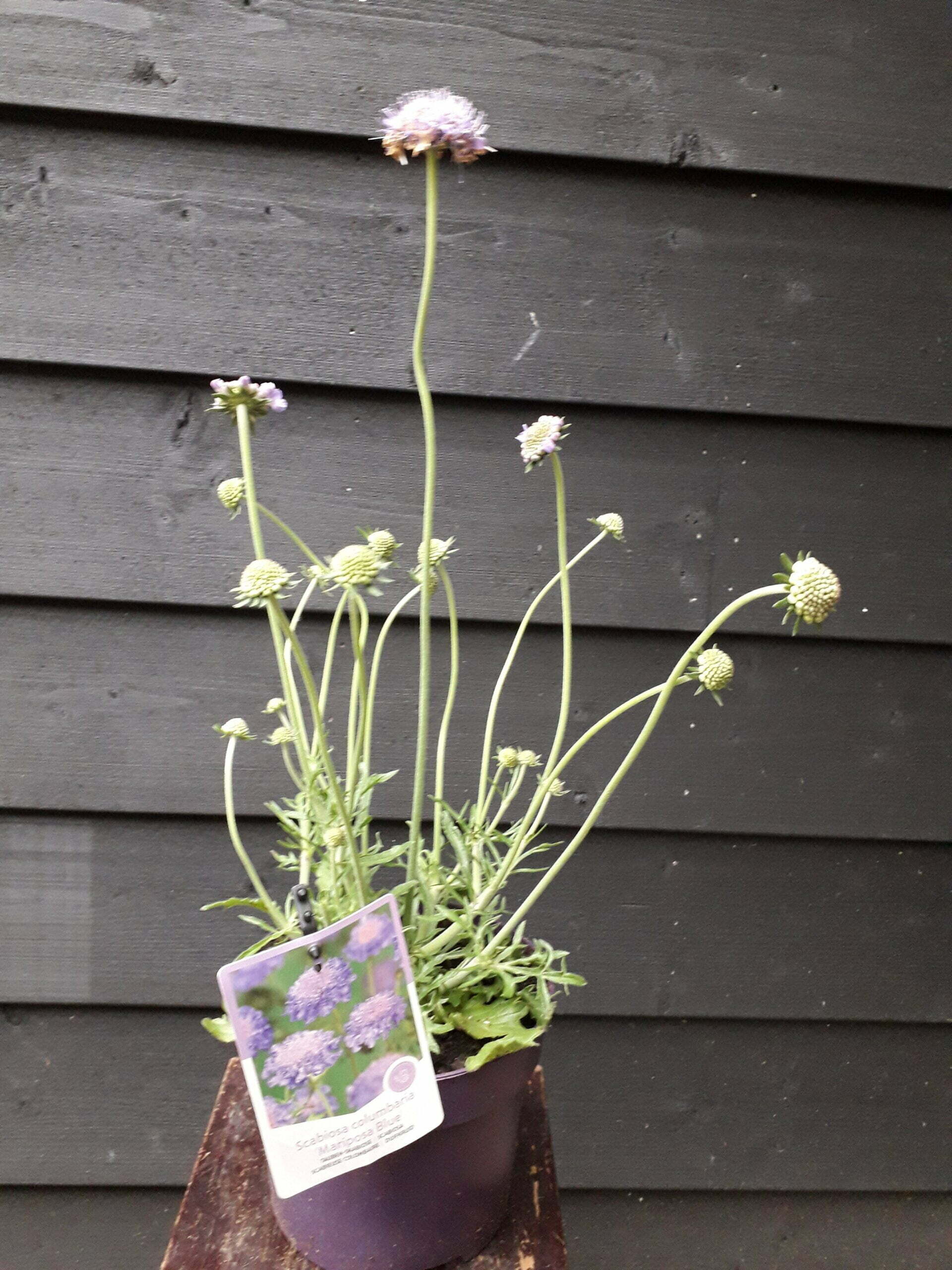 Scabiosa 1 Scabiosa