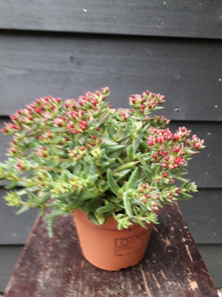 Crassula