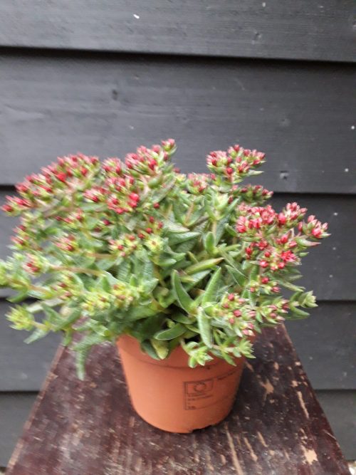 Crassula