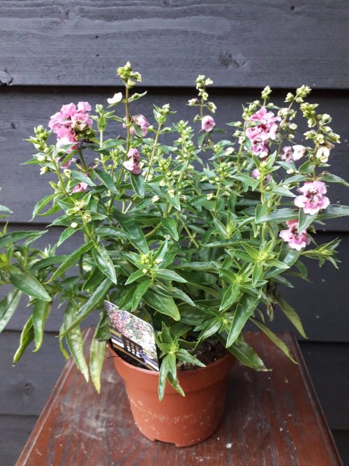 Bloemen bezorgen Zoeterwoude 15 Angelonia roze/lila