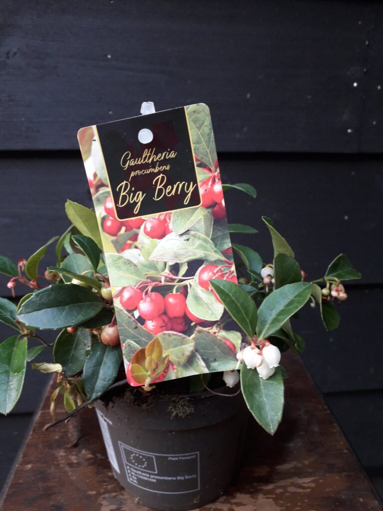 Bloemen bezorgen Zoeterwoude 13 Gaultheria Veenbes