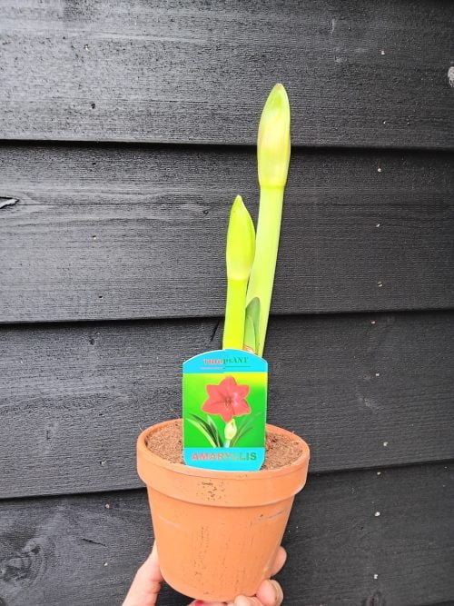 Amaryllis