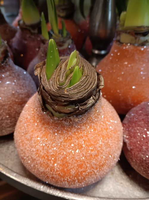 Amaryllis bol wax oranje sneeuw