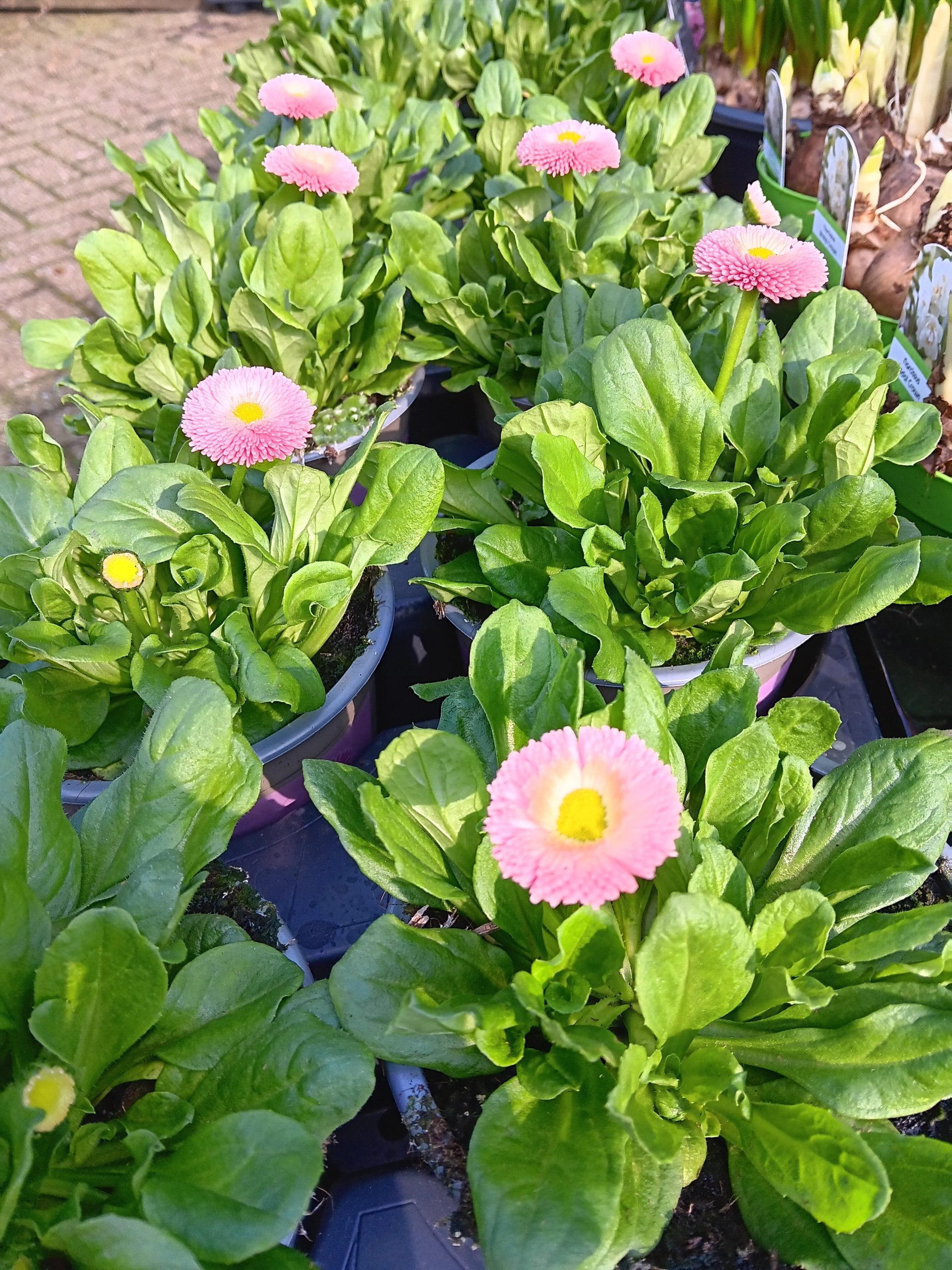 Bellis 1 Bellis