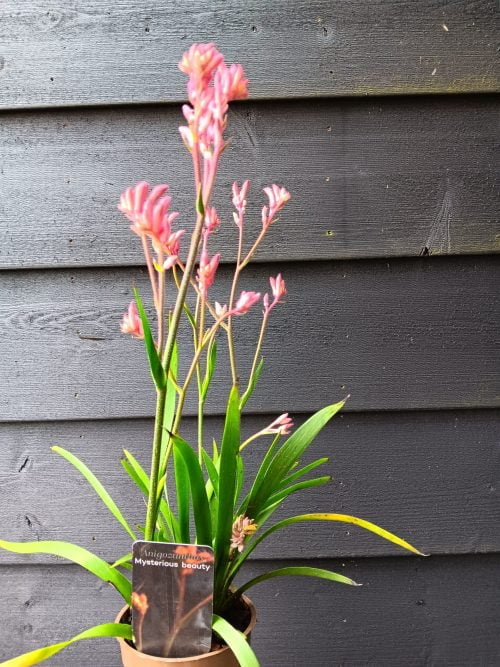 Anigozanthus
