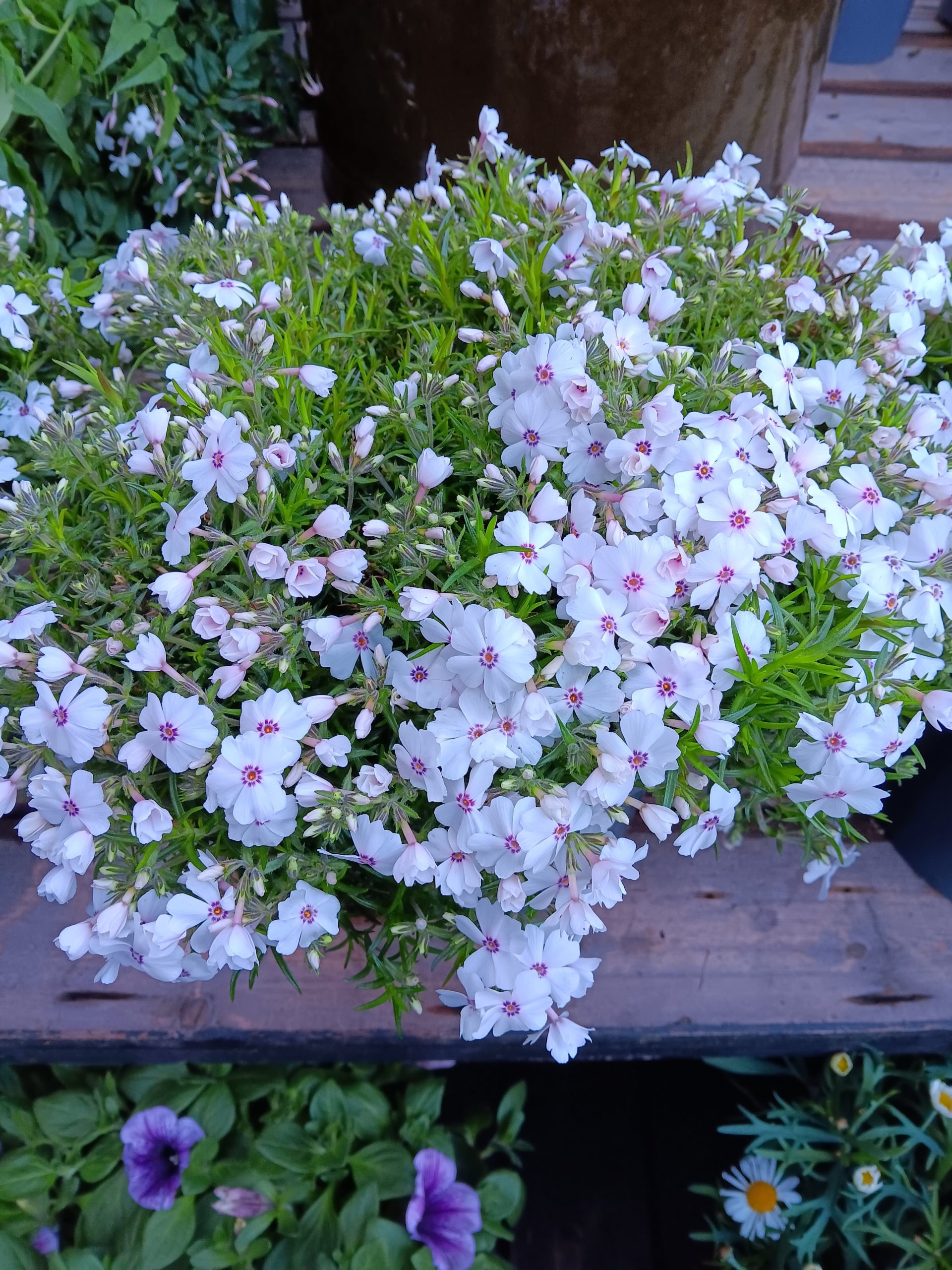Phlox amazing 1 Phlox amazing
