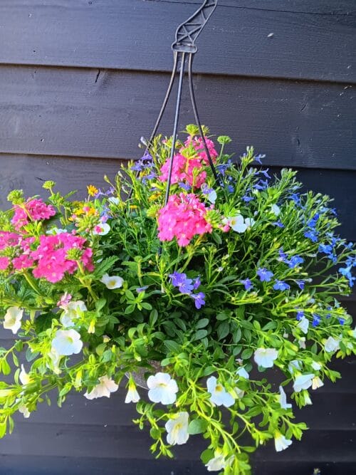 Hangplant zomermix