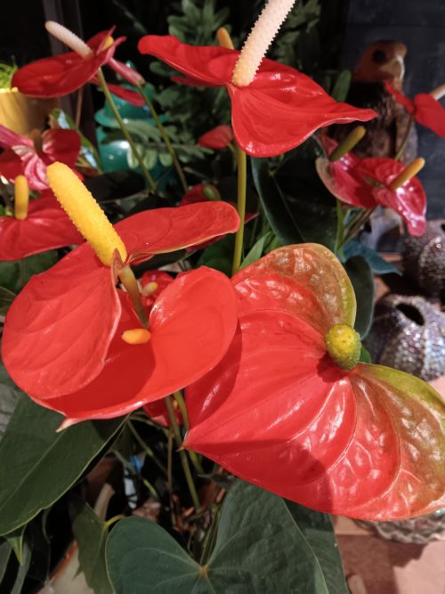 Anthurium oranje/rood
