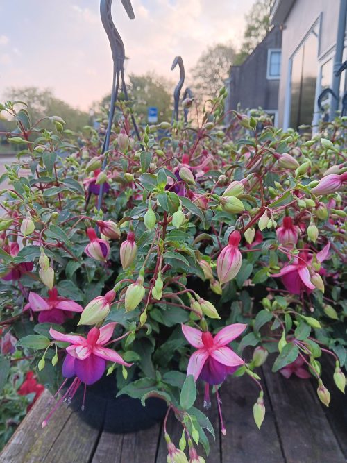 Fuchsia hang