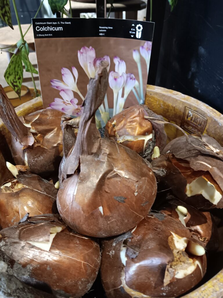 Bloemen bezorgen Zoeterwoude 10 Colchicum