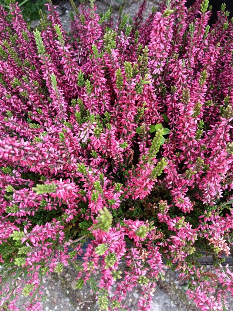 Calluna donker roze/rood