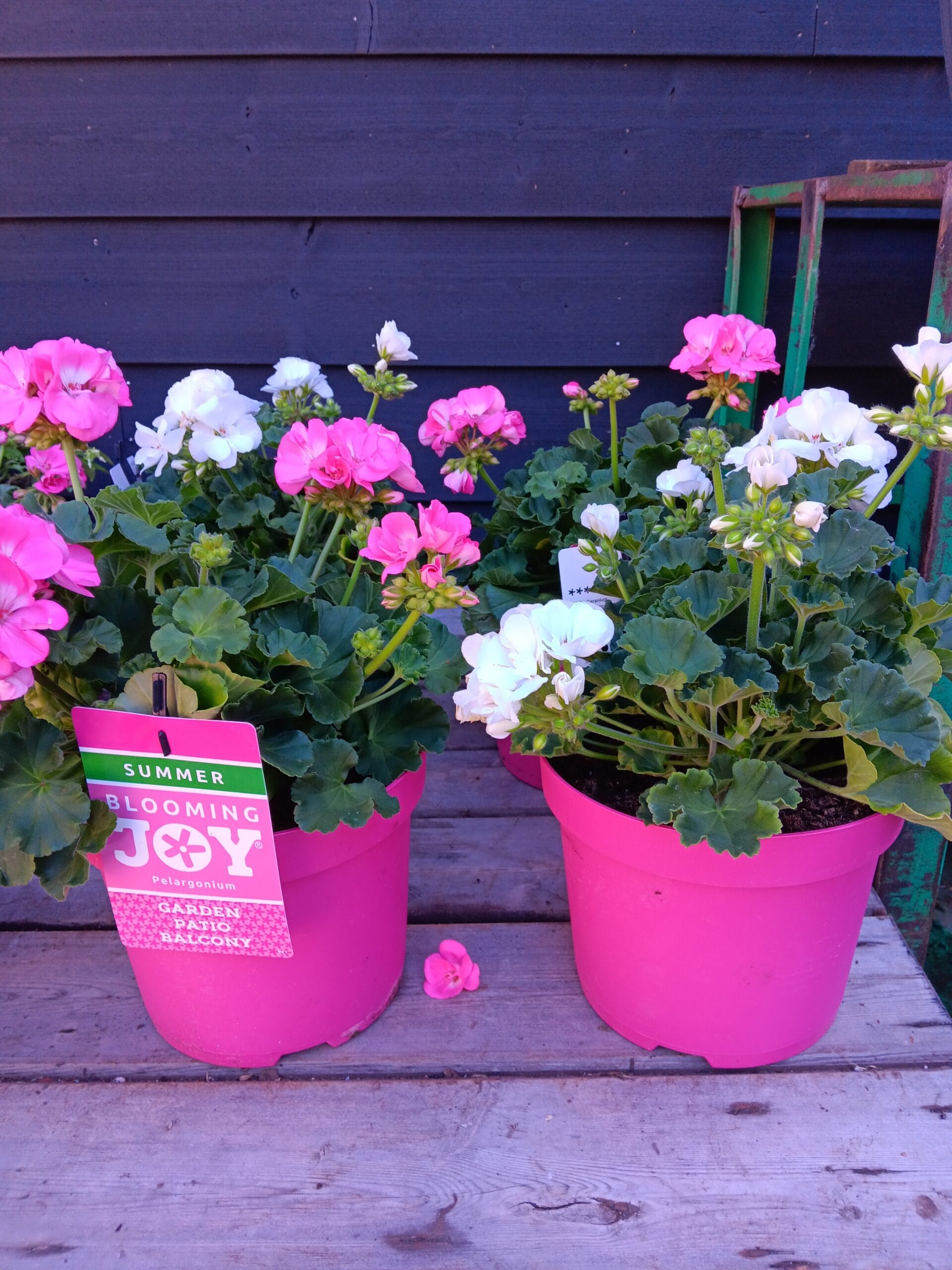 Geranium xl 1 Geranium xl