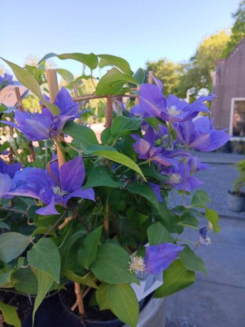 Clematis blauw/paars