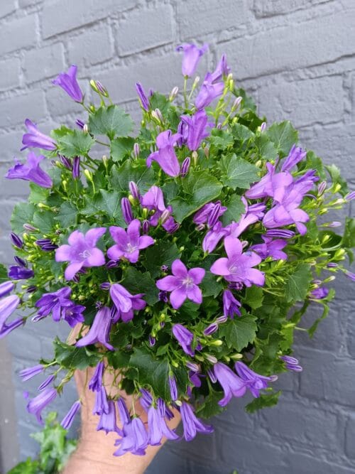 Campanula