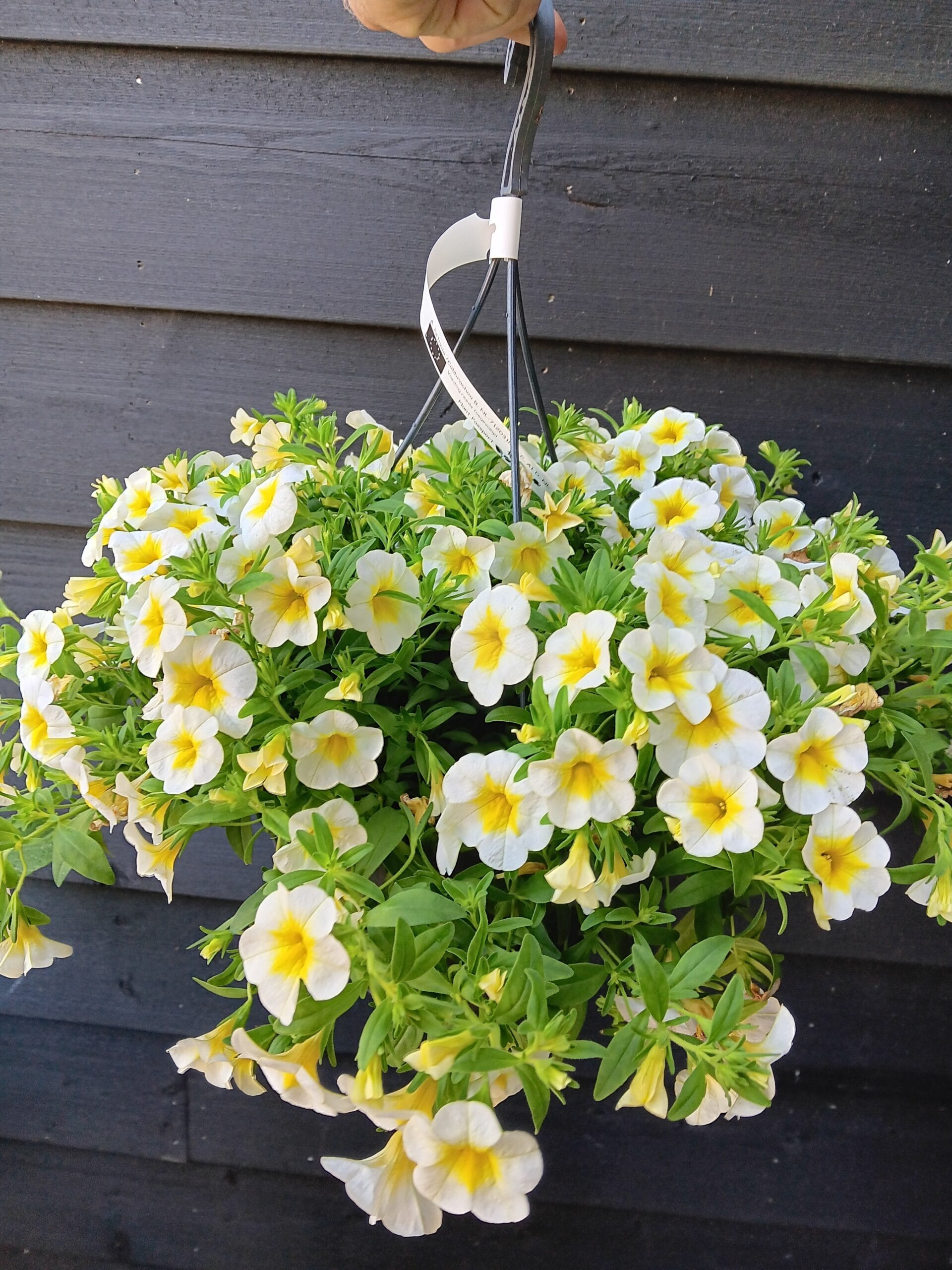 Calibrachoa wit/creme hangpot 1 Calibrachoa wit/creme hangpot