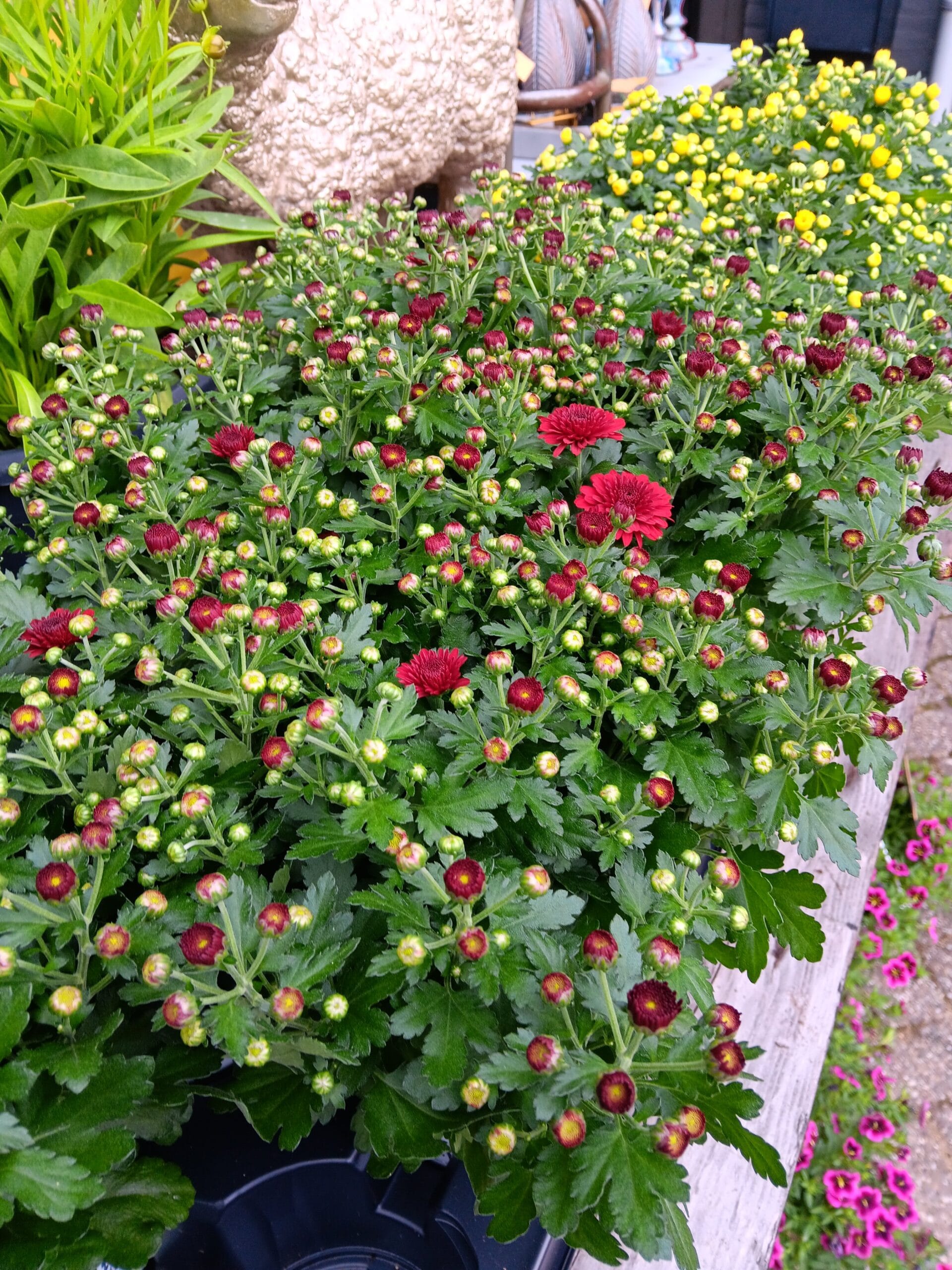 Chrysanten plant klein 1 Chrysanten plant klein