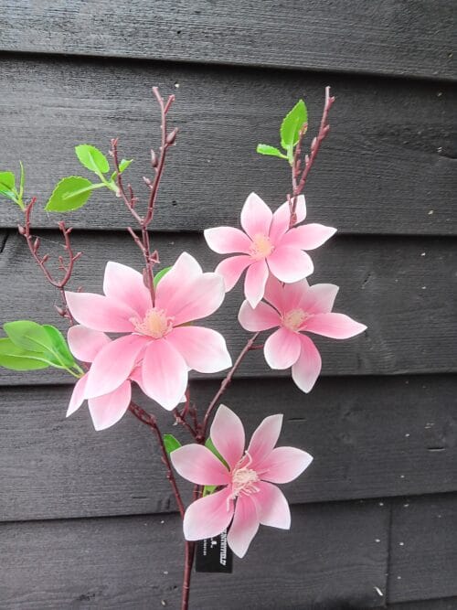 Magnolia roze