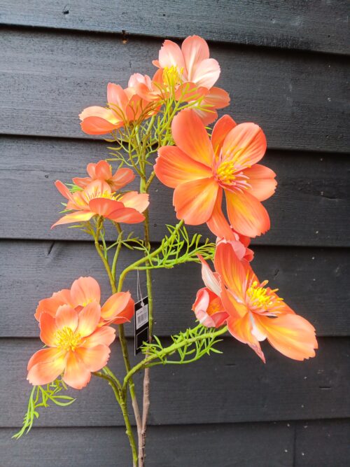 Cosmos Oranje zijden