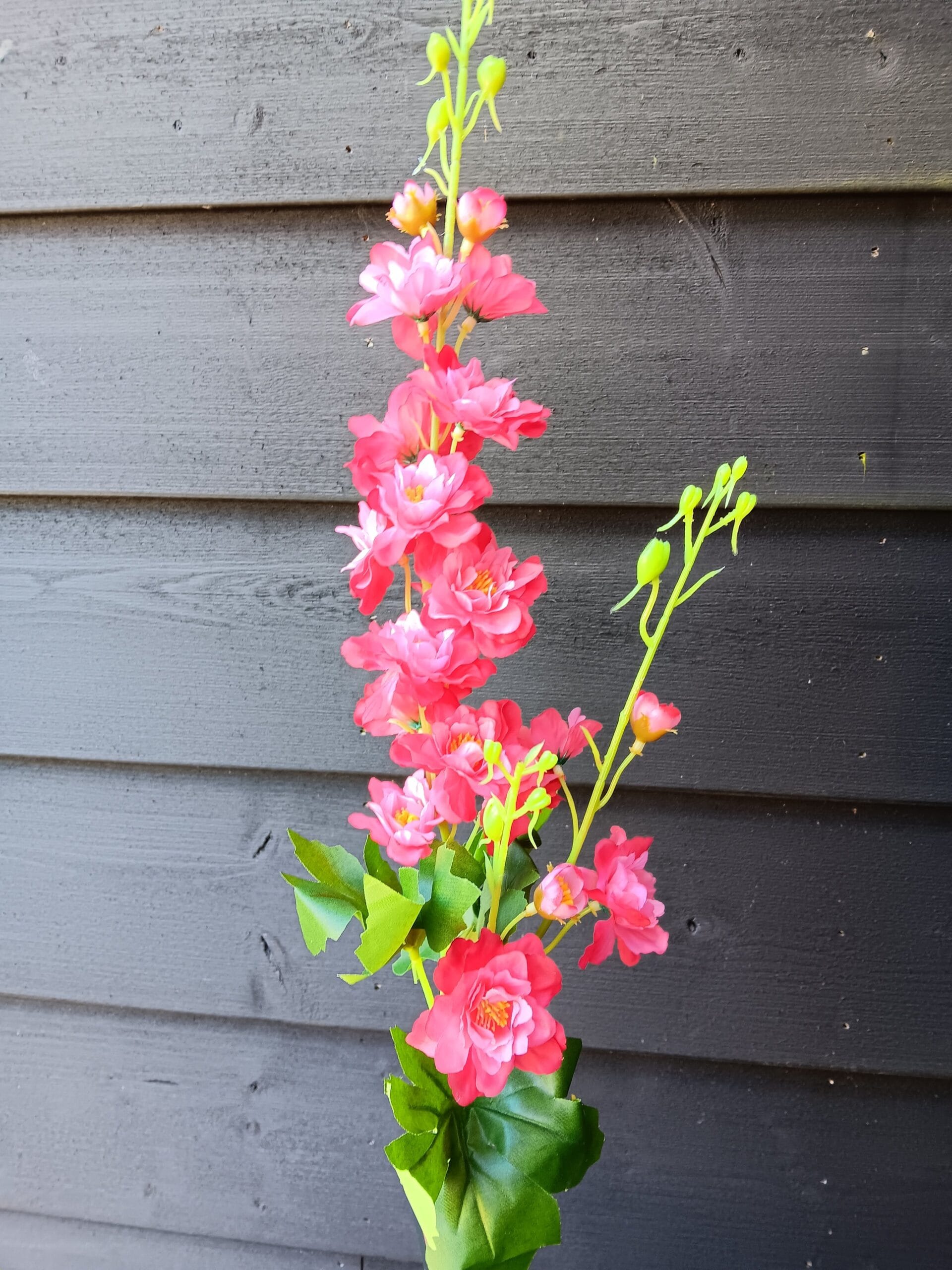 Delphinium Coral 1 Delphinium Coral