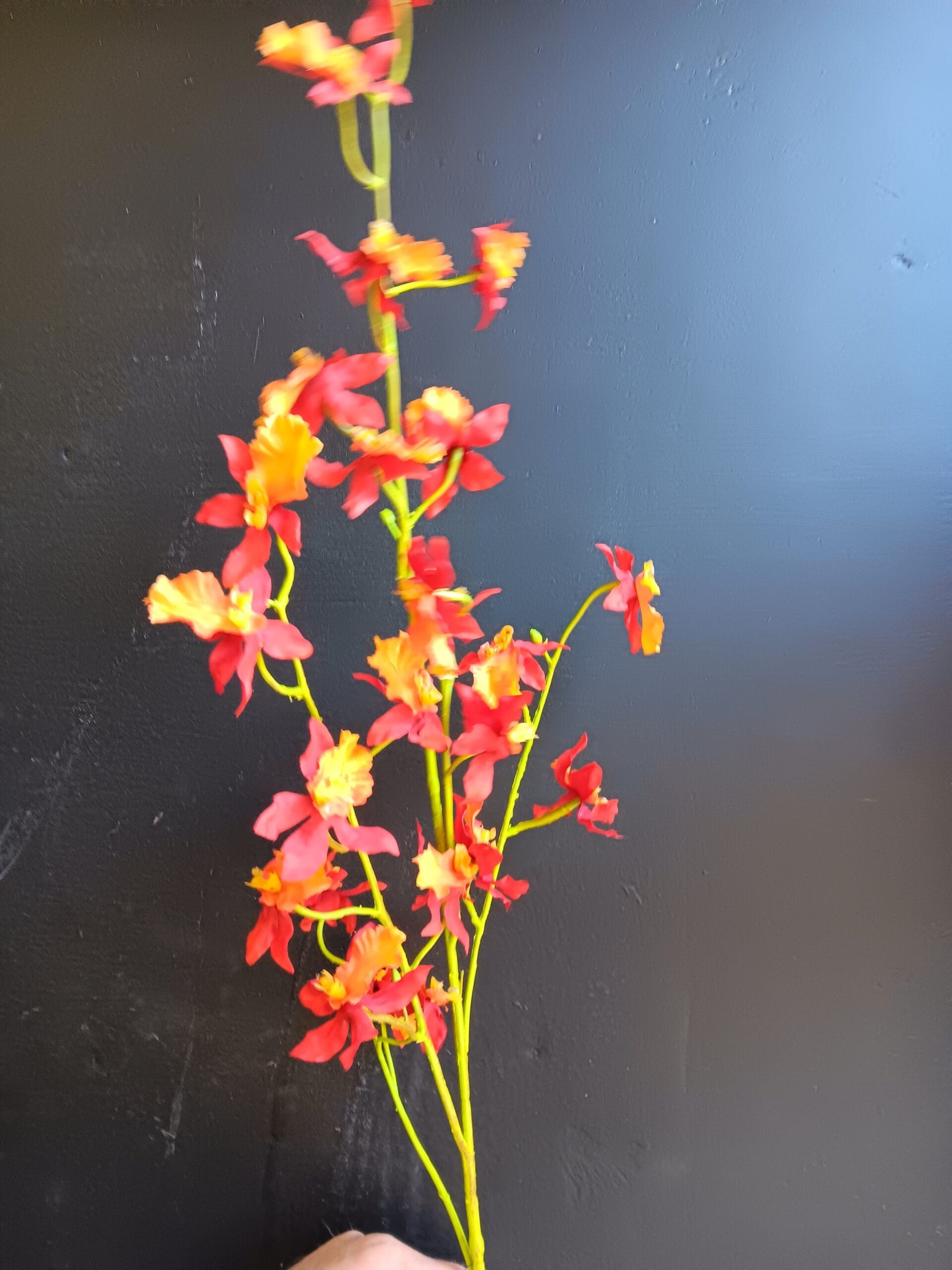 Oncidium oranje/rood 100cm 1 Oncidium oranje/rood 100cm