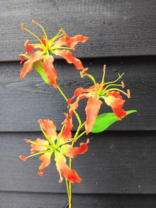 Gloriosa oranje