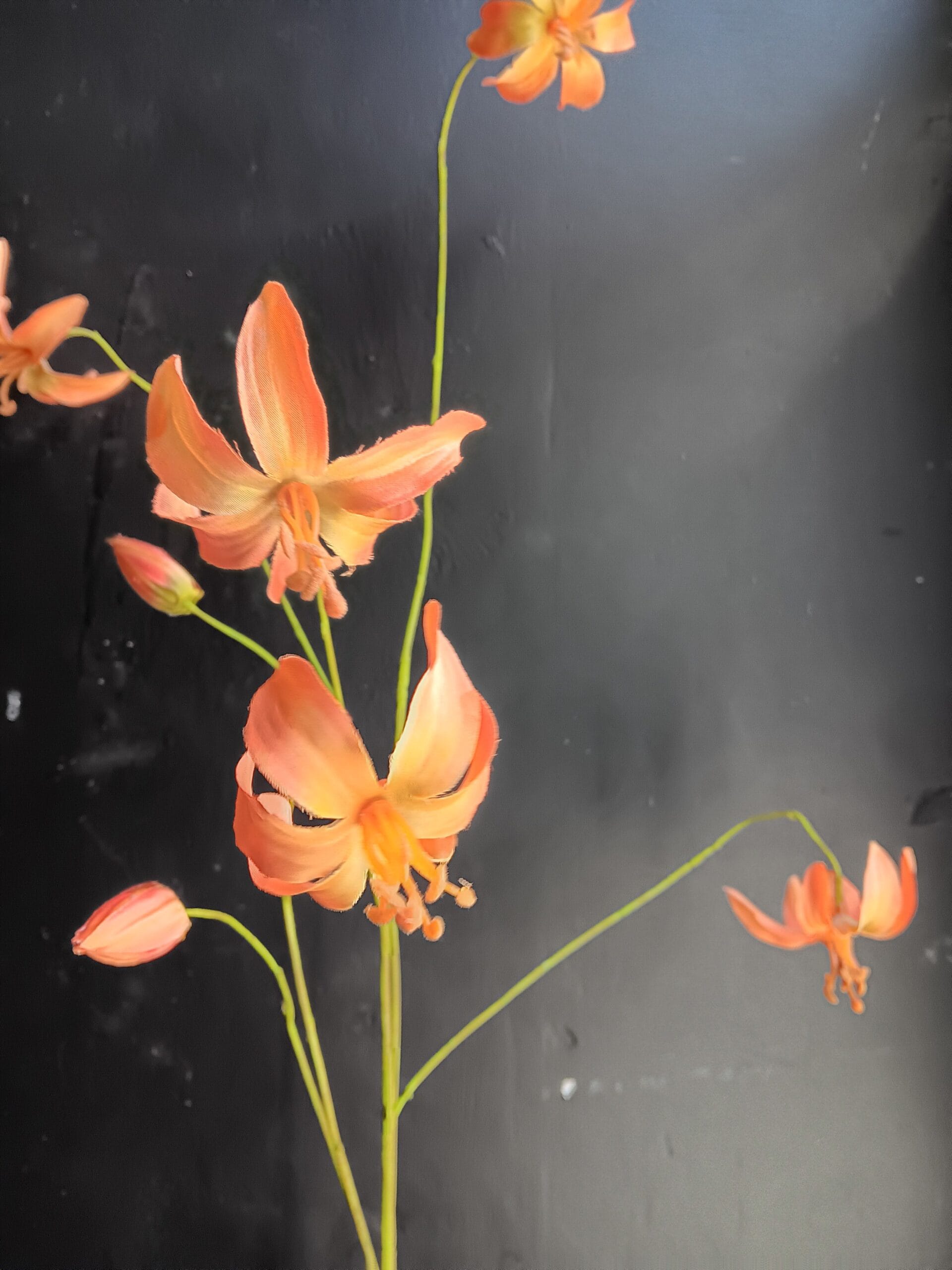 Wilde lelie oranje 100cm 1 Wilde lelie oranje 100cm