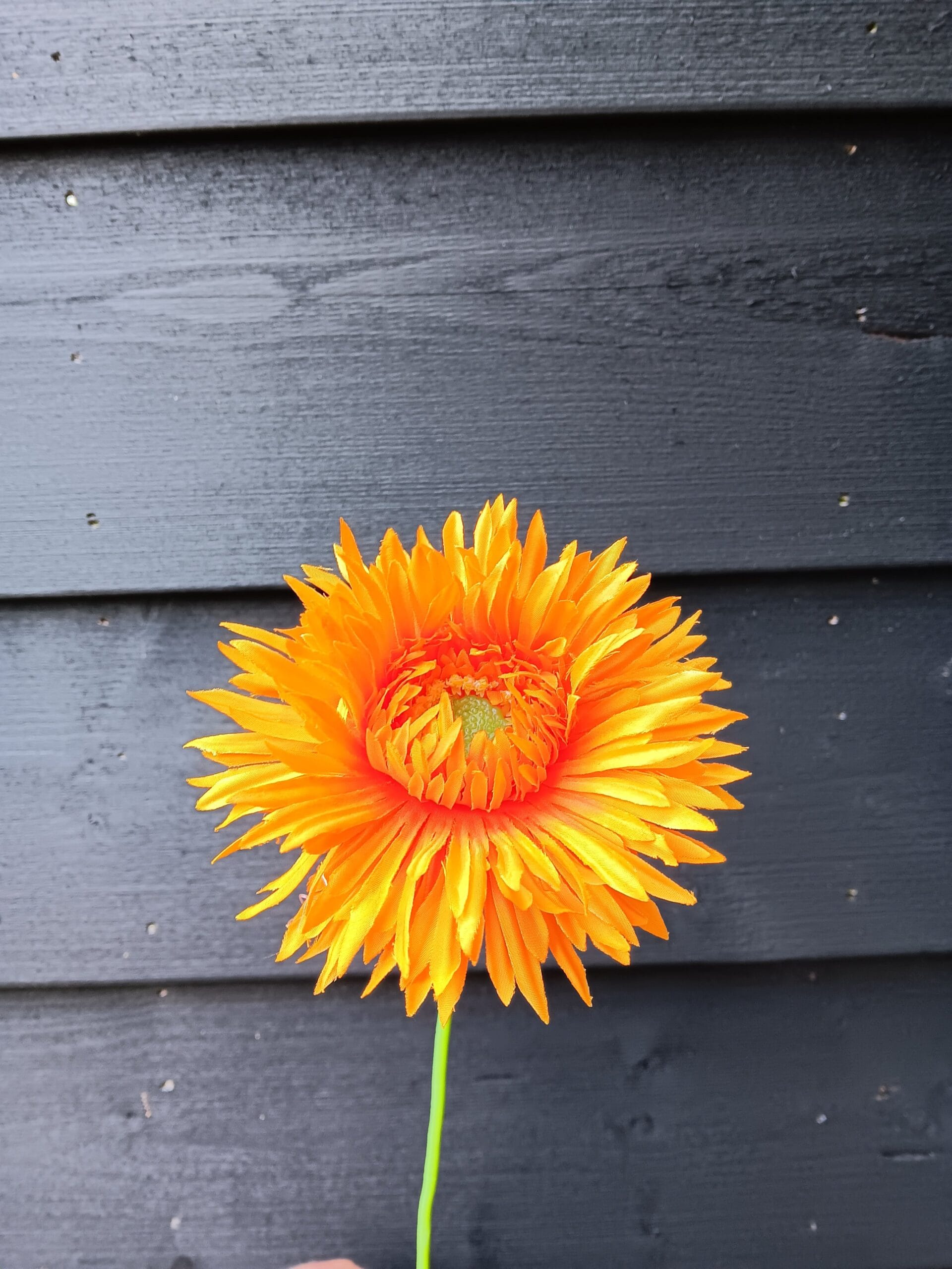Gerbera spin oranje 1 Gerbera spin oranje