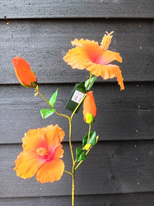 Hibiscus oranje 75cm