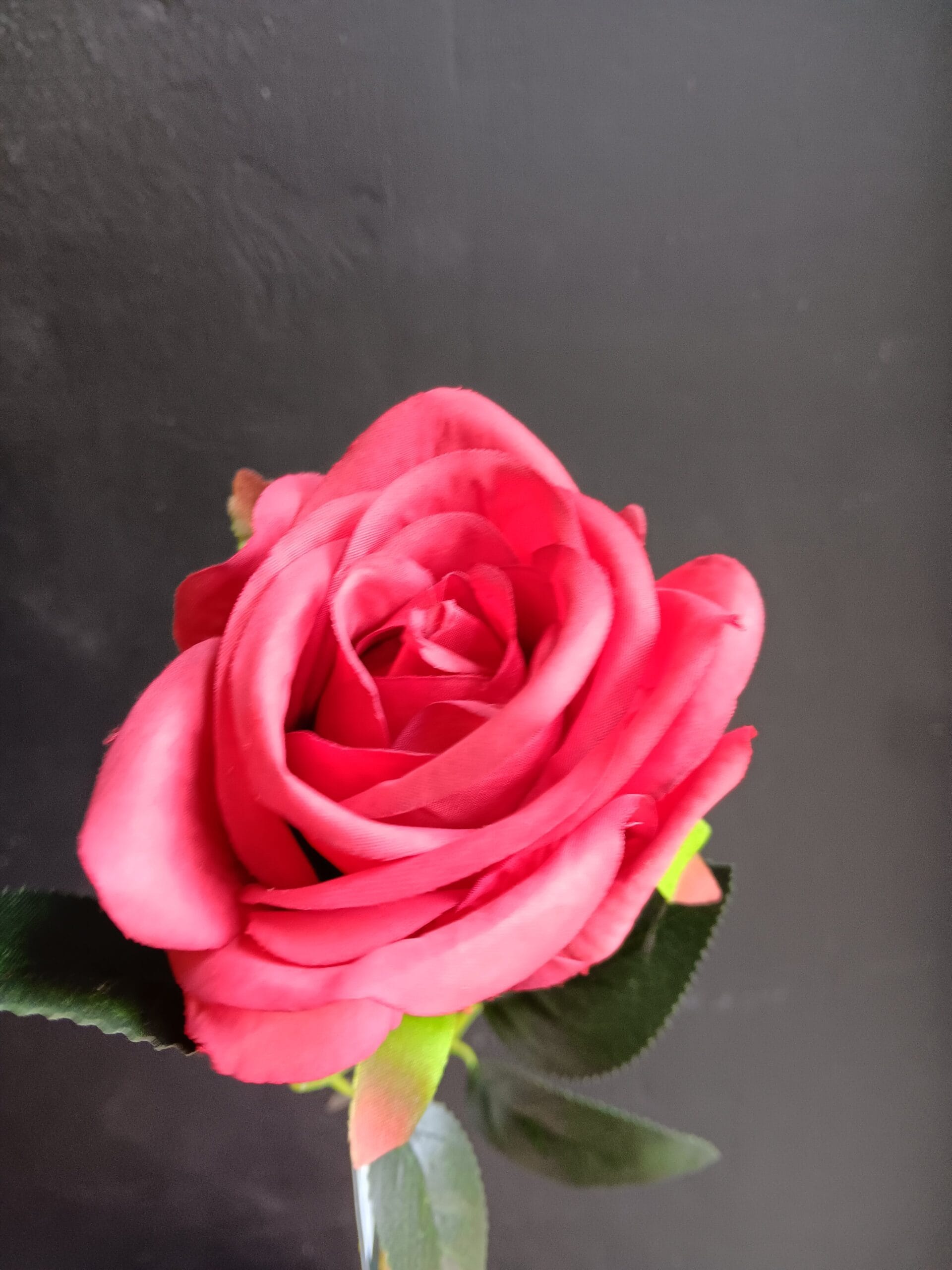 Roos rood 50cm 1 Roos rood 50cm