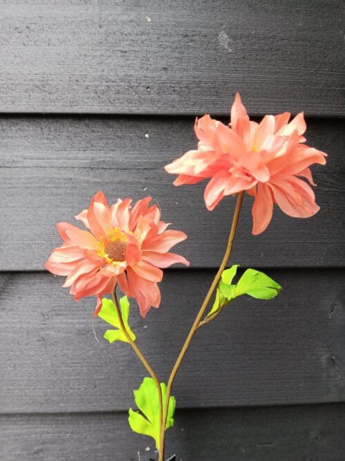 Dahlia perzik 64cm