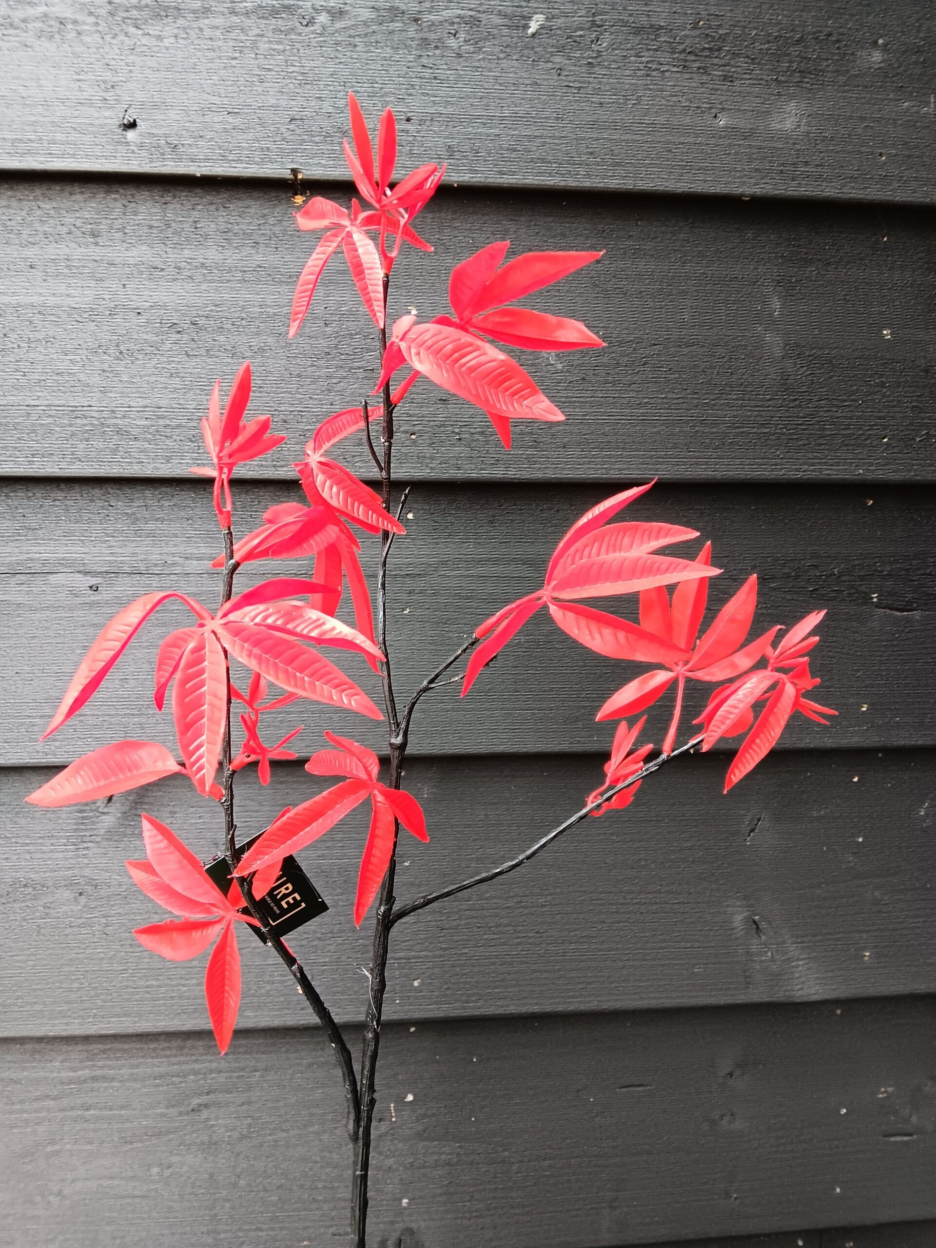 Acer rood 1 Acer rood