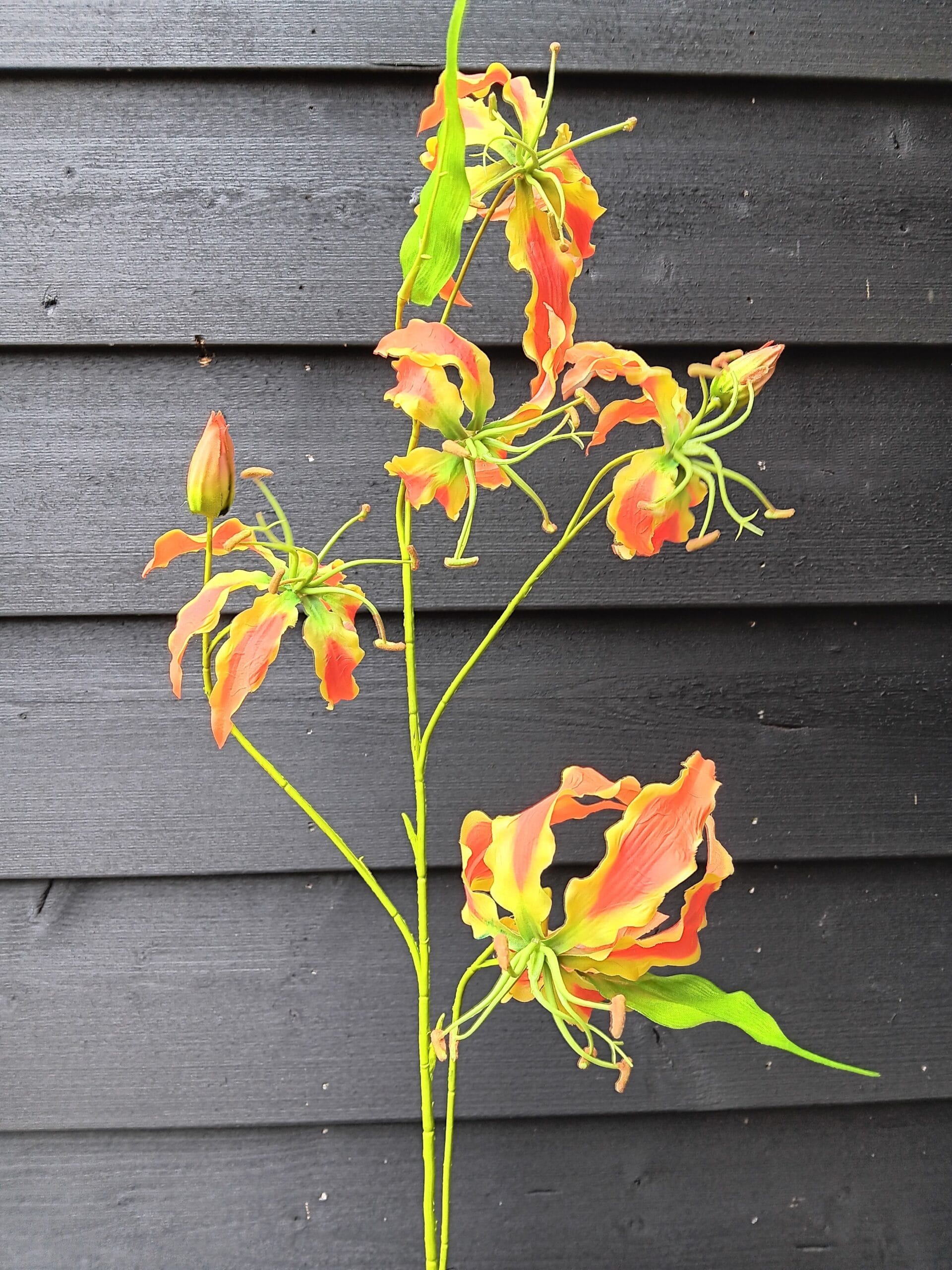 Gloriosa oranje 105cm 1 Gloriosa oranje 105cm