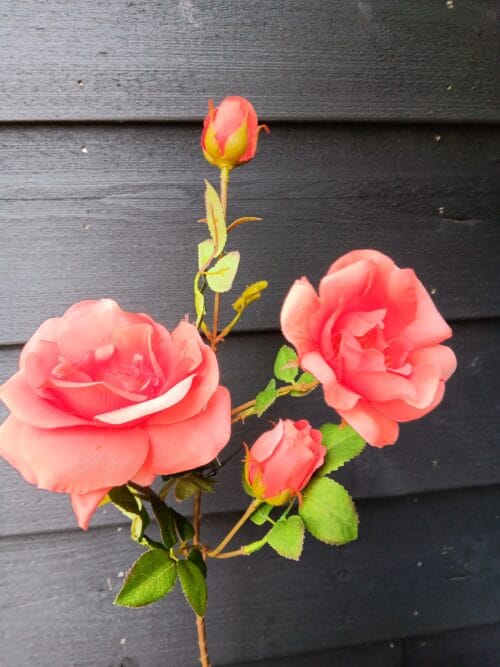 Tuinroos rood/oudroze