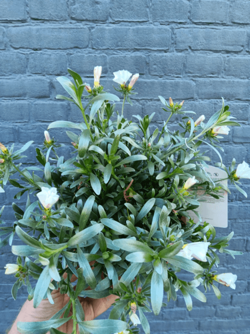 Convolvulus Cneorum wit