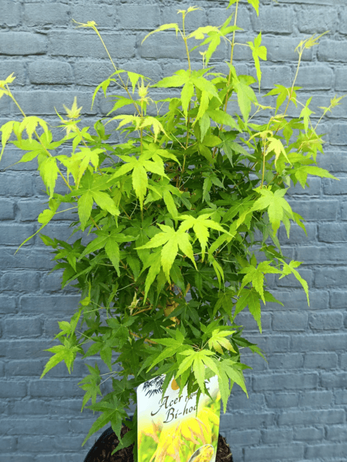 Acer Palmatum Bi-Hoo