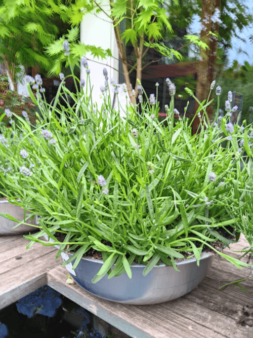 Lavendel in zinkenschaal