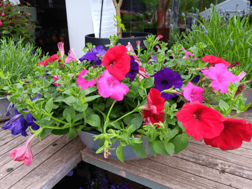 Petunia in zinkenschaal bont