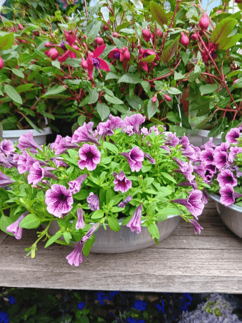 Callibracha - Petunia lila in zinkenschaal klein