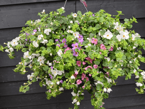 Bacopa bonte mix